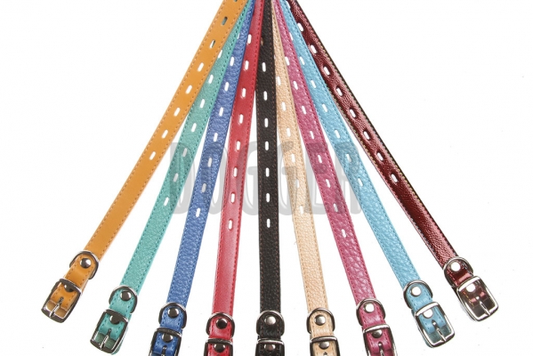 Collar 17 for puppy colored