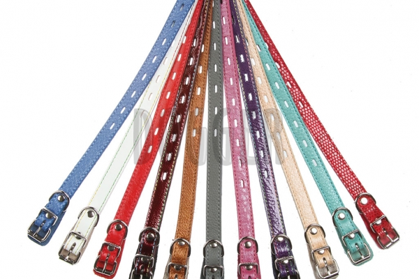Collar 15 for puppy